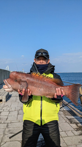 カンダイの釣果