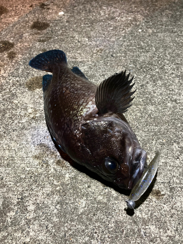 マゾイの釣果