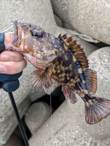 アラカブの釣果