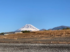 クサフグの釣果