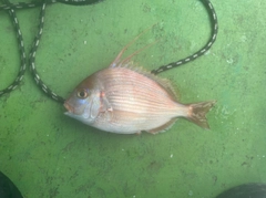 レンコダイの釣果