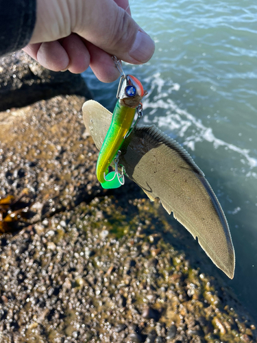 シタビラメの釣果