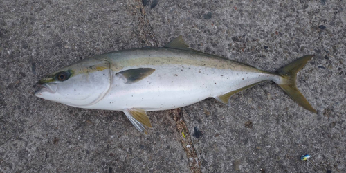 ブリの釣果