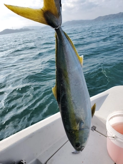 ハマチの釣果