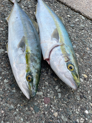 ヤズの釣果