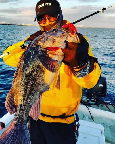 クロソイの釣果