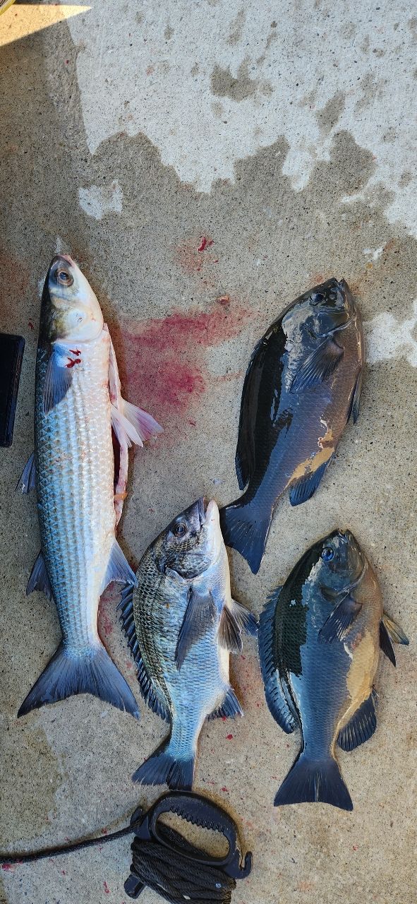 ふんがさんの釣果 2枚目の画像