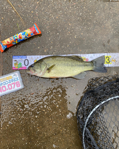 ブラックバスの釣果