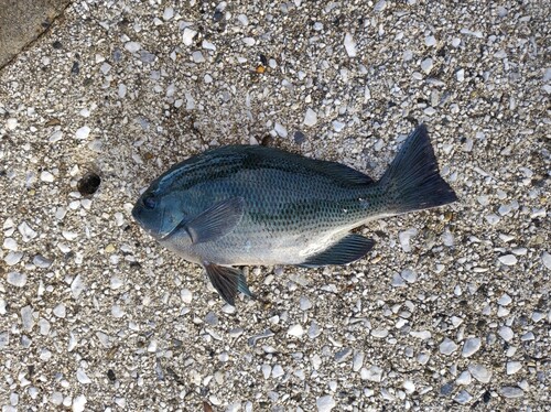 クチブトグレの釣果