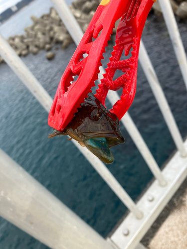 アナハゼの釣果