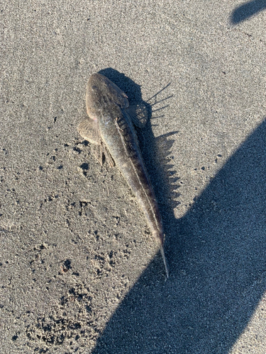 マゴチの釣果