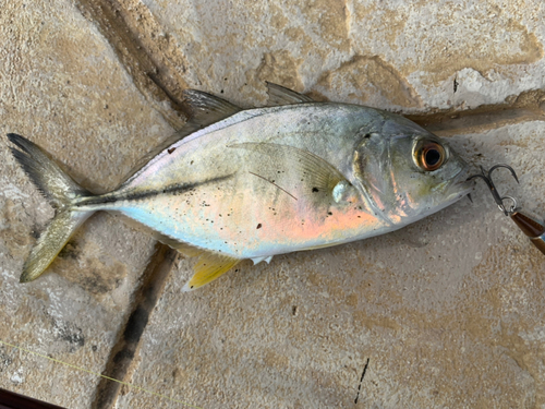 オニヒラアジの釣果