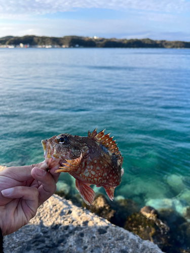 アラカブの釣果