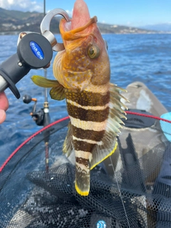 アオハタの釣果