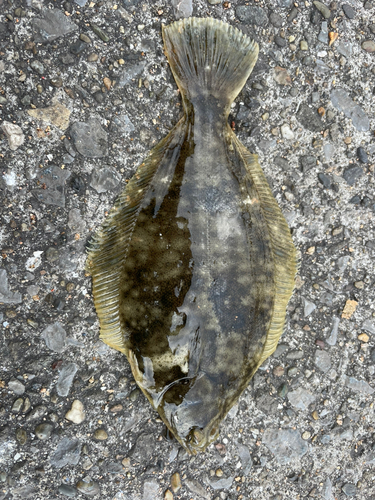 カレイの釣果