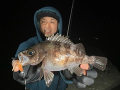 シロメバルの釣果