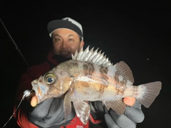 シロメバルの釣果