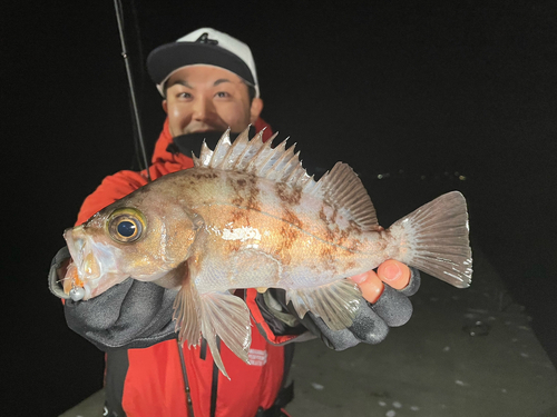 シロメバルの釣果