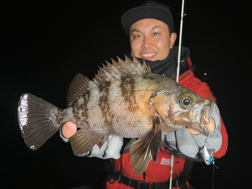 シロメバルの釣果