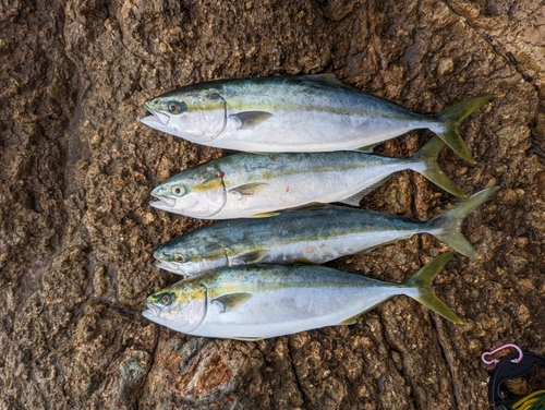 ハマチの釣果