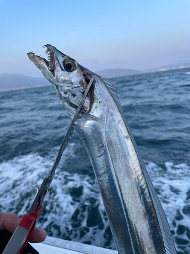 タチウオの釣果