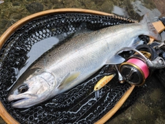 アマゴの釣果