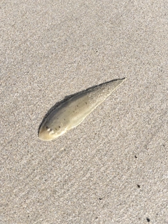 シタビラメの釣果