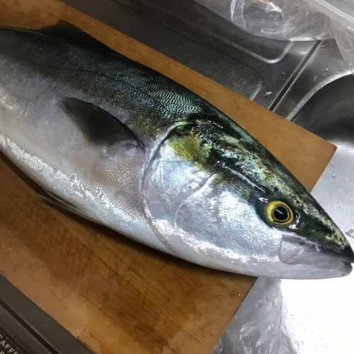 ハマチの釣果