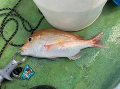 レンコダイの釣果