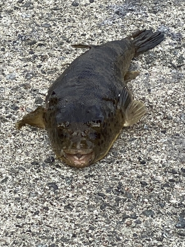 フグの釣果