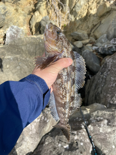 アイナメの釣果