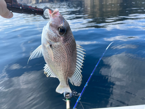 メイチダイの釣果