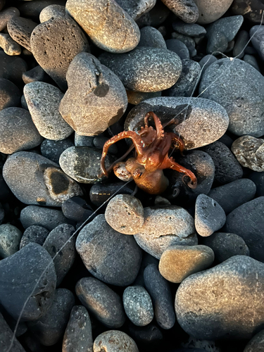 タコの釣果