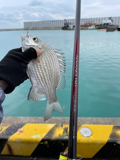 ミナミクロダイの釣果