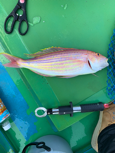 イトヨリダイの釣果