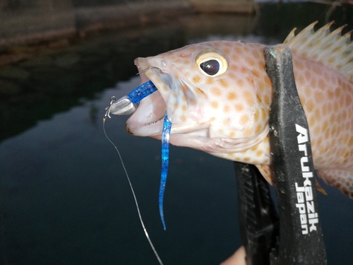 オオモンハタの釣果