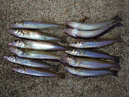 シロギスの釣果