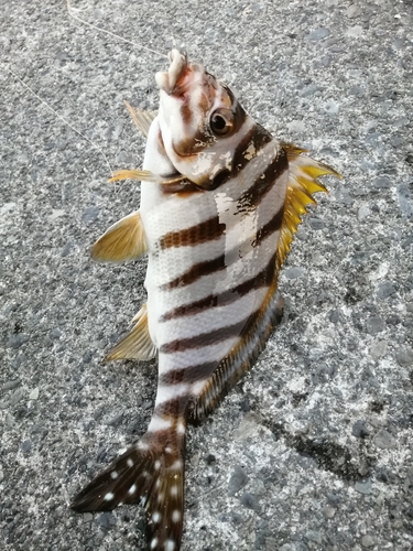 タカノハダイの釣果