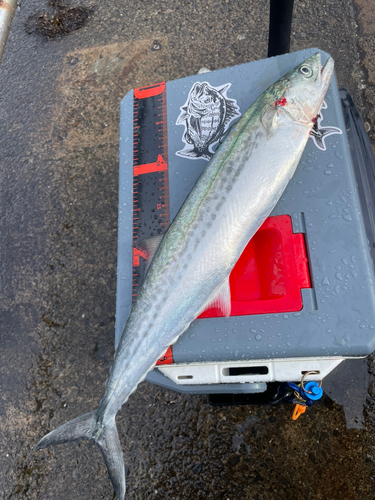 サゴシの釣果