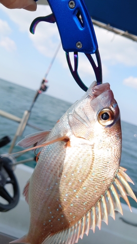 タイの釣果