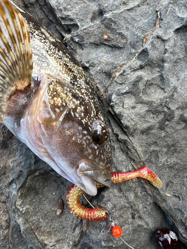 アイナメの釣果