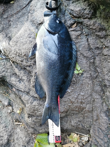 クチブトグレの釣果