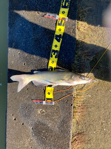 アメリカナマズの釣果