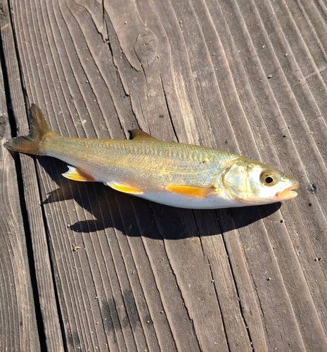 ウグイの釣果