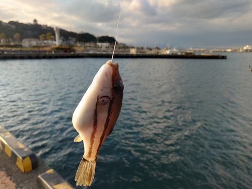 キタマクラの釣果