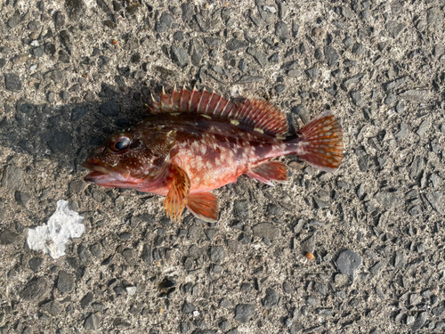 カサゴの釣果