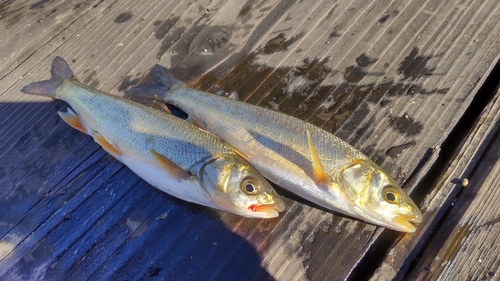 ウグイの釣果