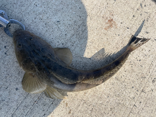 マゴチの釣果