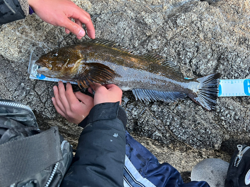 アイナメの釣果