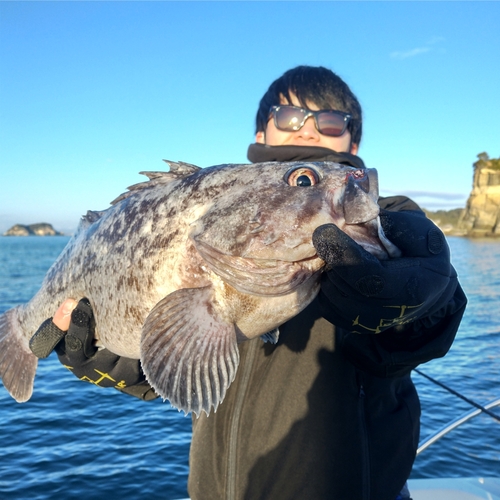 クロソイの釣果